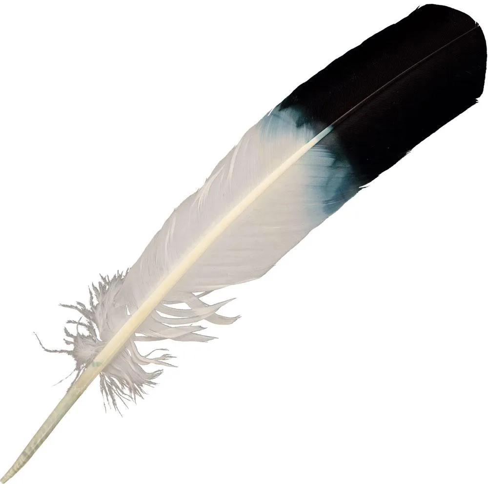 10-12" Smudging Eagle Feather